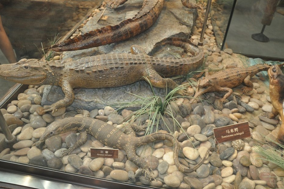Crocodile or Alegator Animal World Exhibition Shanghai Science and Technology Museum
