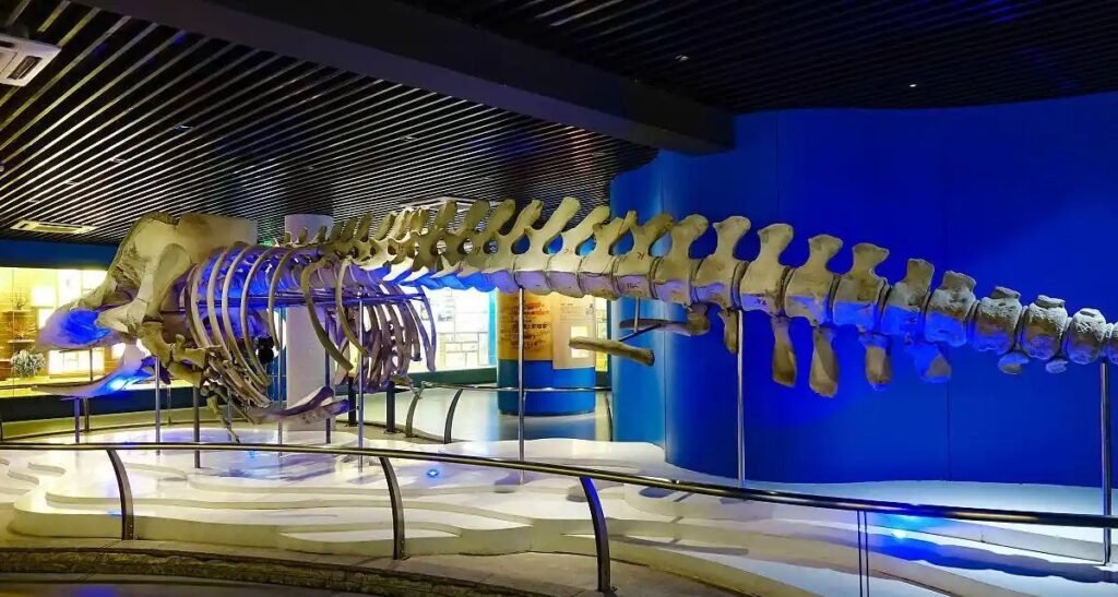 Dinosaur Skeleton inside of Shanghai Science and Technology
