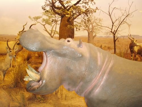 Rhino Animal World Exhibition Shanghai Science and Technology Museum