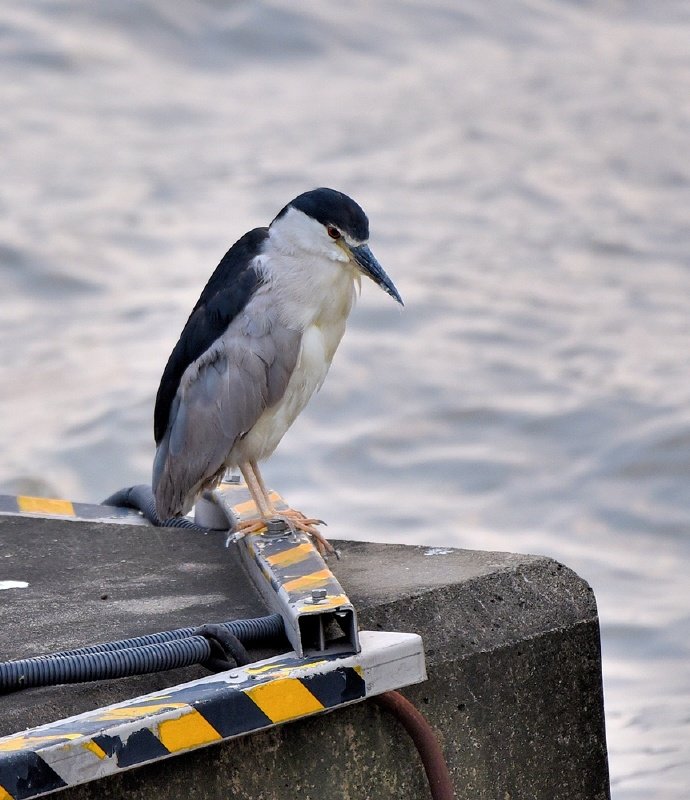 The Night Heron on Huangpu River