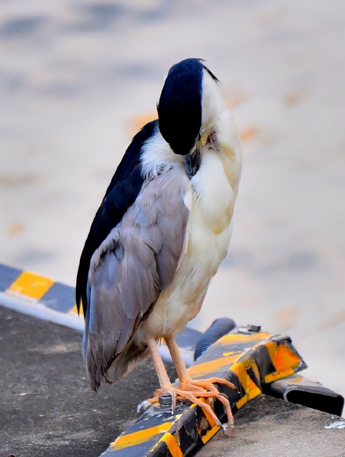 The Night Heron