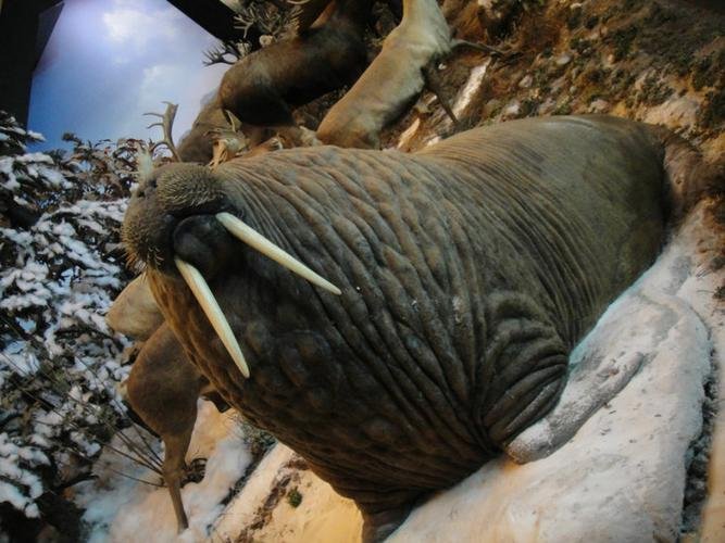 Walrus Animal World Exhibition Shanghai Science and Technology Museum